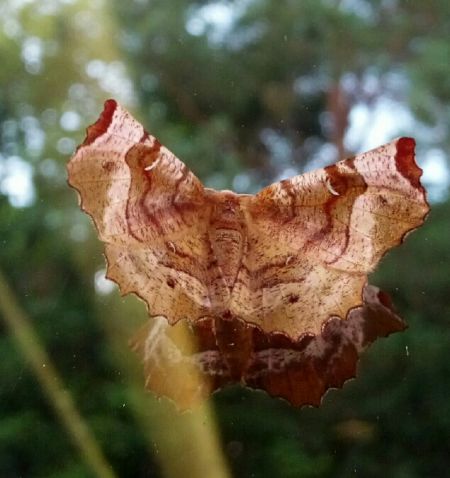 Selenia tetralunaria  - Thomas Lux
