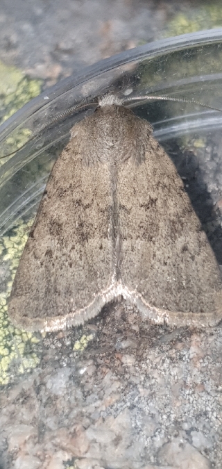 Epipsilia grisescens  - Melchior Viallet