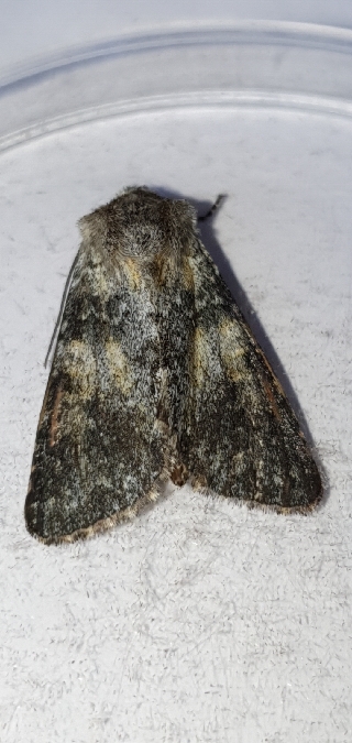Hadena caesia  - Melchior Viallet