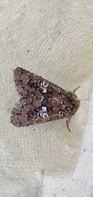 Hadena albimacula  - Melchior Viallet