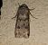 Noctuelle des moissons  - Thomas Lux