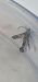 Chamaesphecia empiformis  - Melchior Viallet