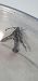 Chamaesphecia empiformis  - Melchior Viallet