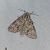 Acronicta megacephala  - Thomas Lux