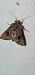 Ctenoplusia accentifera  - Melchior Viallet