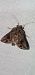 Ctenoplusia accentifera  - Melchior Viallet