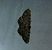 Aethalura punctulata  - Thomas Lux