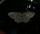 Aethalura punctulata  - Thomas Lux
