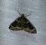Ecliptopera silaceata  - Thomas Lux