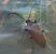 Stictoleptura rubra  - Thomas Lux