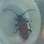 Stictoleptura rubra  - Thomas Lux