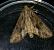 Apamea monoglypha  - Thomas Lux