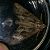 Apamea monoglypha  - Thomas Lux