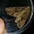 Apamea monoglypha  - Thomas Lux