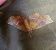 Selenia tetralunaria  - Thomas Lux