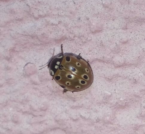 Anatis ocellata  - Thomas Lux