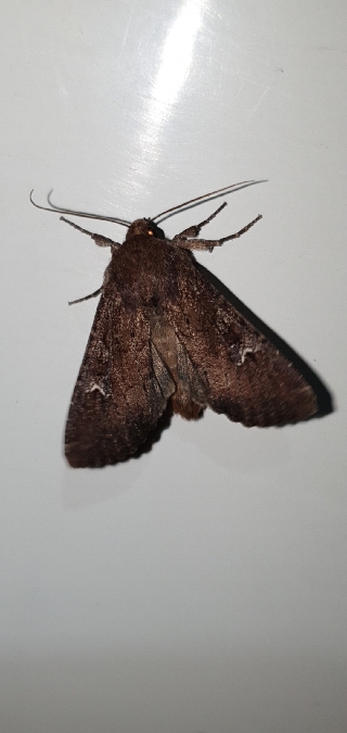 Apamea lateritia  - Melchior Viallet