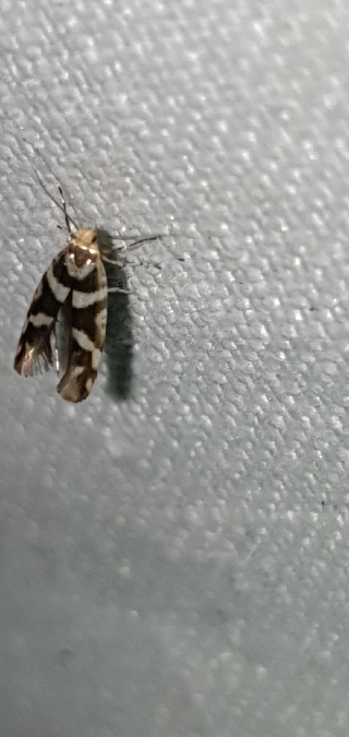 Argyresthia goedartella  - Melchior Viallet