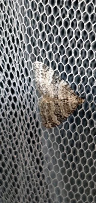 Perizoma minorata  - Melchior Viallet