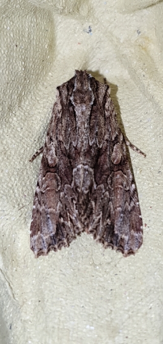 Apamea monoglypha  - Melchior Viallet