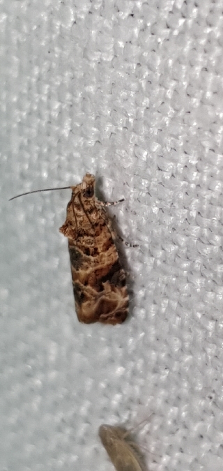Lobesia botrana  - Melchior Viallet