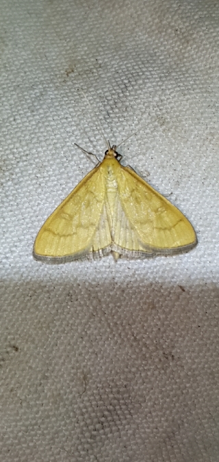 Mecyna flavalis  - Melchior Viallet