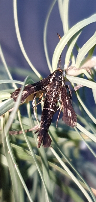 Chamaesphecia leucopsiformis  - Melchior Viallet