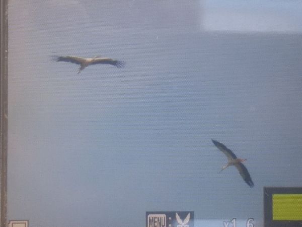 Weissstorch  - Robert Wakulski