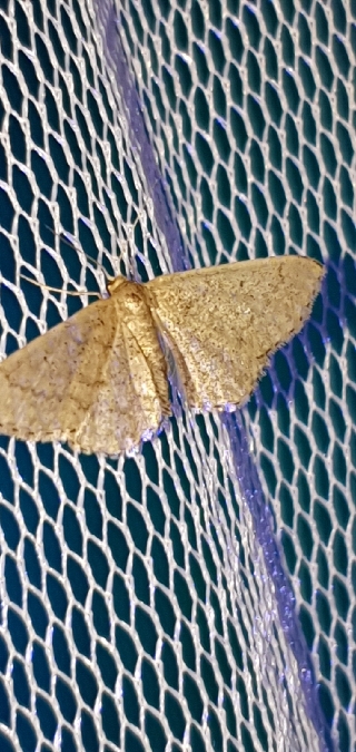 Idaea obsoletaria  - Melchior Viallet