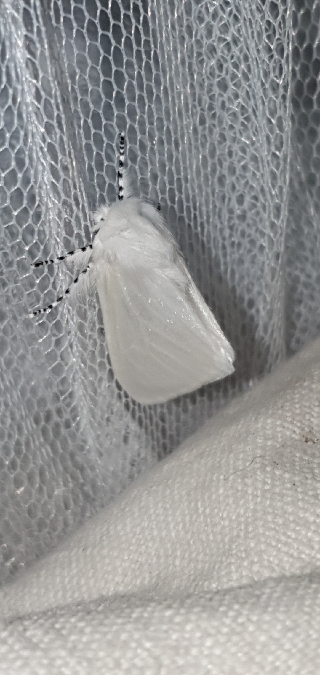 Bombyx du Saule  - Melchior Viallet