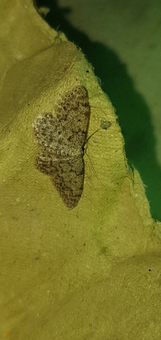 Idaea typicata / alyssumata  - Melchior Viallet