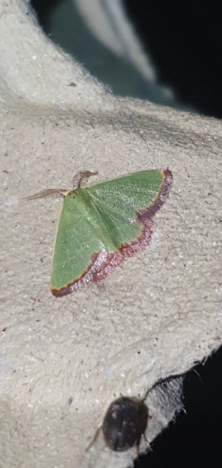 Smaragdine rouillée  - Melchior Viallet