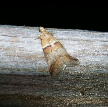 Acrobasis tumidana  - Thomas Lux