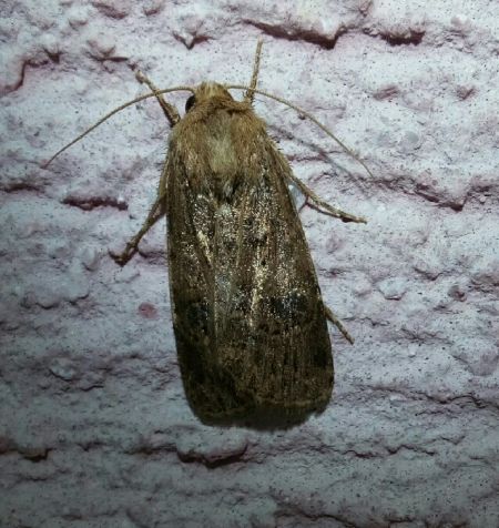 Noctuelle trapue  - Thomas Lux