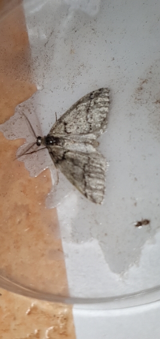 Tephronia lhommaria  - Melchior Viallet