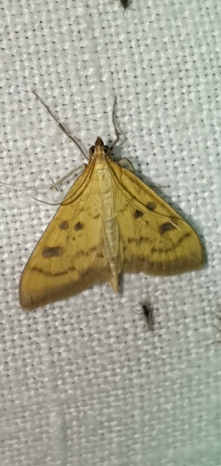 Mecyna trinalis  - Melchior Viallet