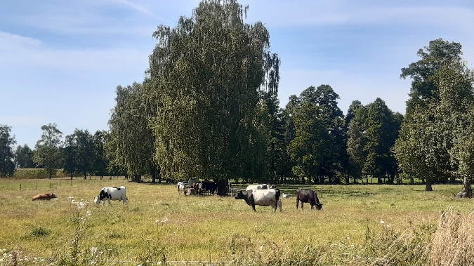 bocian biały  - Krzysztof Sokołowski