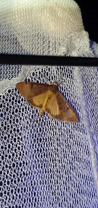 Uresiphita gilvata  - Melchior Viallet