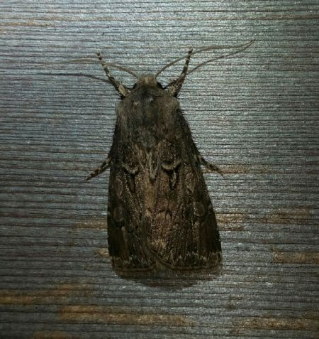 Noctuelle trapue  - Thomas Lux