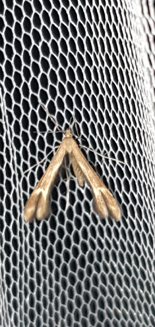 Marasmarcha sp.  - Melchior Viallet