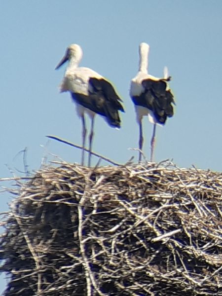 Weissstorch  - Krzysztof Sokołowski