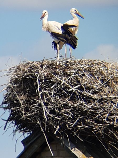 bocian biały  - Krzysztof Sokołowski