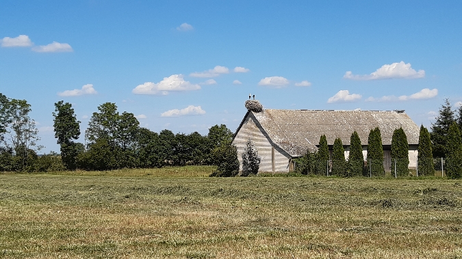 Cigogne blanche  - Krzysztof Sokołowski