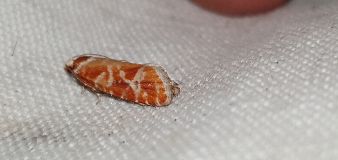 Rhyacionia buoliana  - Melchior Viallet