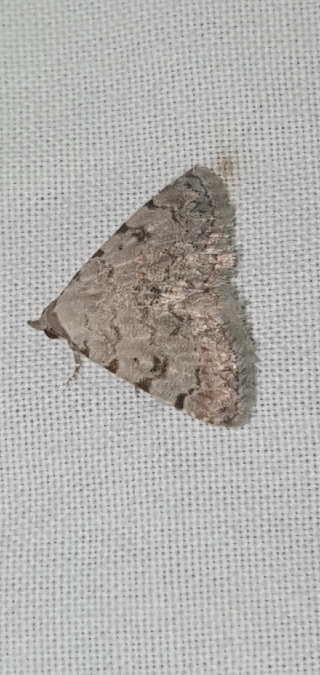 Metachrostis velox  - Melchior Viallet