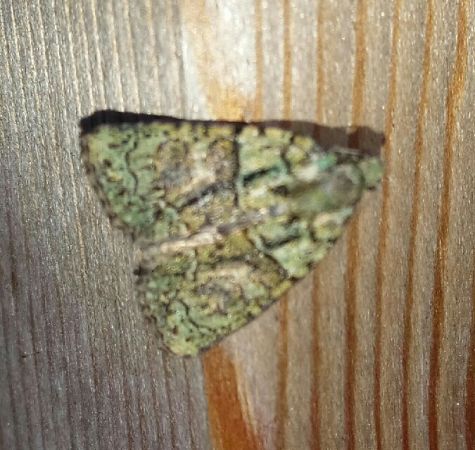 Cryphia algae  - Thomas Lux