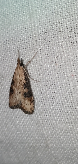 Udea costalis  - Melchior Viallet