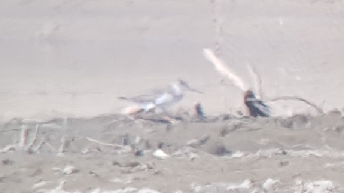 Terekwasserläufer  - Łukasz Janocha