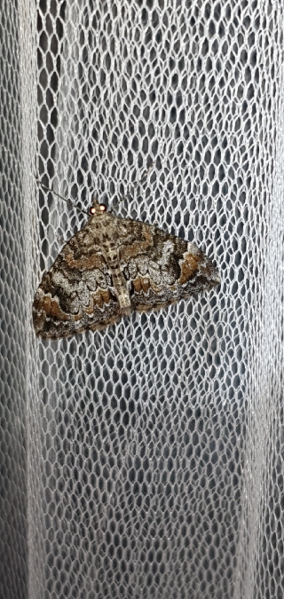 Cidarie de la myrtille  - Melchior Viallet