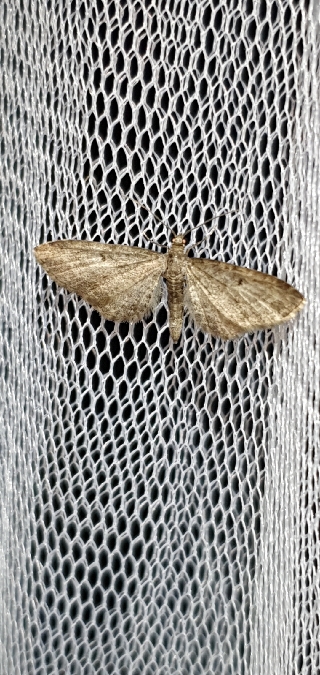 Eupithecia virgaureata  - Melchior Viallet